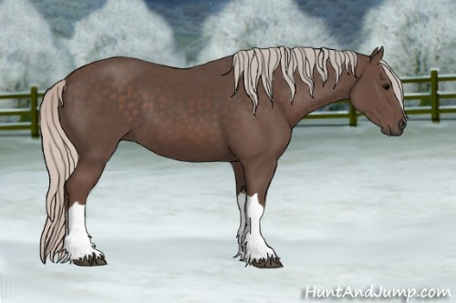 Horse Color: Silver Black 