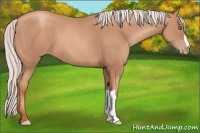 Horse Color:Silver Classic Champagne 