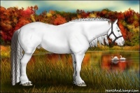 Horse Color:Amber Champagne Splash Tobiano 