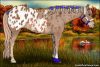 Horse Color:Chestnut Appaloosa 