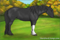 Horse Color:Black 