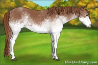 Horse Color:White Spotted Chestnut 