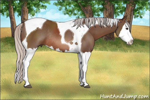 Horse Color: Silver Brown Splash Tobiano Rabicano 
