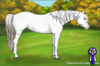 Horse Color:Black Blanket Rabicano 