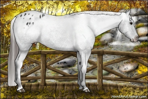 Horse Color: Black Blanket Rabicano 