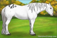 Horse Color:Blue Roan Blanket Rabicano 