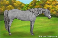 Horse Color:Black Frame Varnish Rabicano 