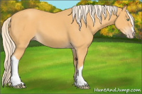 Horse Color:Gold Cream Champagne