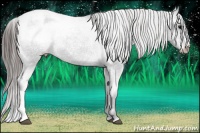 Horse Color:Black Appaloosa Rabicano 