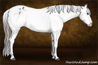 Horse Color:Black Appaloosa Rabicano