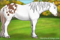 Horse Color:Liver Chestnut Splash Appaloosa 
