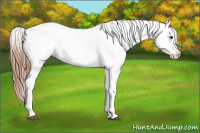 Horse Color:Black Appaloosa Rabicano