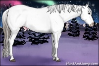 Horse Color:Black Appaloosa Rabicano 