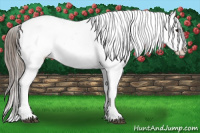 Horse Color:Black Appaloosa Rabicano 