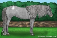 Horse Color:Black Splash Appaloosa Rabicano 