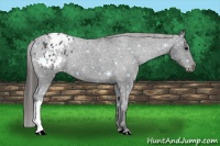 Horse Color:Black Appaloosa Rabicano 