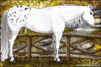 Horse Color:Black Appaloosa Rabicano 