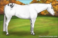 Horse Color:Black Frame Appaloosa Rabicano