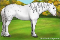 Horse Color:Black Appaloosa Rabicano 