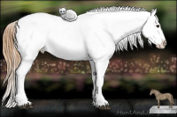 Horse Color:Black Pearl Appaloosa Rabicano 