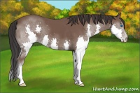 Horse Color:Bay Splash 
