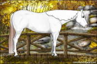 Horse Color:Black Blanket Rabicano