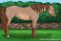 Horse Color:Red Dun