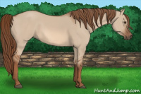 Horse Color:Red Dun 