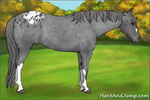 Horse Color: Black Blanket Rabicano 