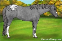 Horse Color:Black Appaloosa Rabicano 