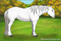 Horse Color:Black Appaloosa Rabicano 