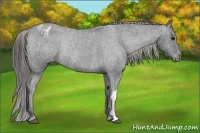 Horse Color:Black Appaloosa Rabicano 