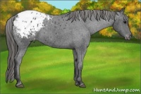 Horse Color:Black Appaloosa Rabicano 