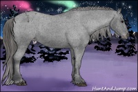 Horse Color:Black Appaloosa Rabicano 