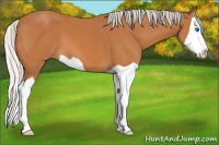 Horse Color:Silver Bay Splash 