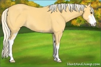 Horse Color:Palomino Sabino 