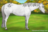 Horse Color:Black Appaloosa Rabicano 