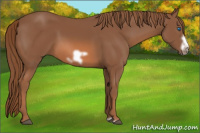 Horse Color:Liver Chestnut Frame 