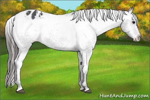 Horse Color:Black Appaloosa Rabicano