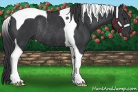 Horse Color:Black Tobiano Rabicano 