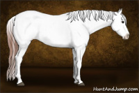 Horse Color:Black Appaloosa Rabicano 