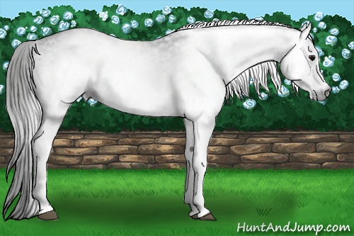 Horse Color:Gray White Spotted Black Rabicano 