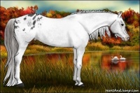 Horse Color:Black Appaloosa Rabicano 