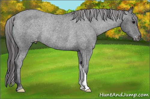 Horse Color: Black Varnish Rabicano 