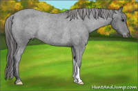 Horse Color:Black Appaloosa Rabicano 