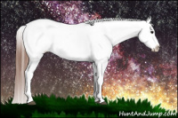 Horse Color:Black Appaloosa Rabicano 