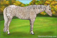 Horse Color:Silver Buckskin Ice Roan Rabicano 