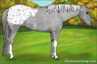 Horse Color:Black Tobiano Appaloosa Rabicano 