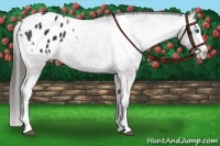 Horse Color:Black Splash Appaloosa Rabicano 