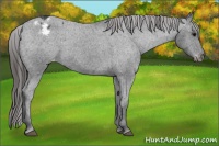 Horse Color:Black Appaloosa Rabicano 